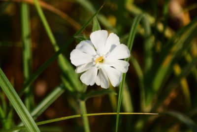 image of a flower